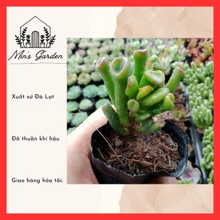 Sen đá ống điếu 🔥FREE SHIP🔥 Xuất xứ Đà Lạt, đã thuần khí hậu