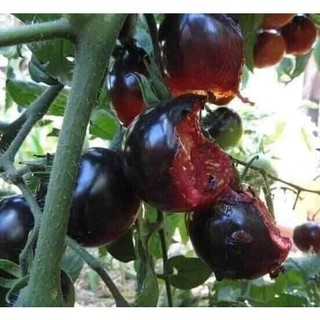 HẠT GIỐNG CÀ CHUA ĐEN SIÊU QUẢ  ( gói 20 hạt )