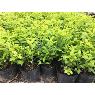 Cây chuỗi ngọc hoa tím