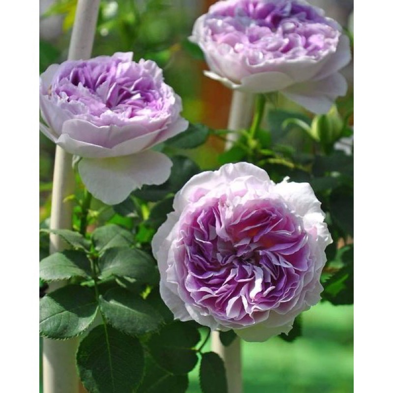 Hoa hồng Blue Moonstone Rose - hoa thơm, hoa chùm