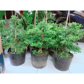 Mai Chiếu Thuỷ Bonsai Hàng Đẹp