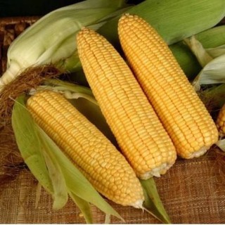5gram Hạt giống bắp ngọt trồng quanh năm