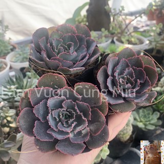 Sen Đá Bắp Cải Tím 🥦🥦🥦 - Size Bầu - Trung