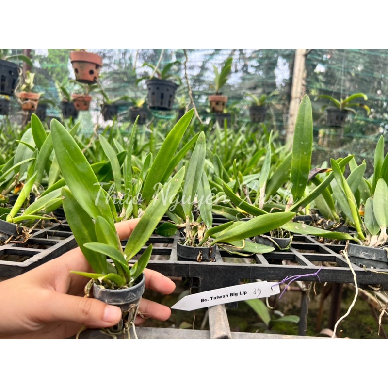 Cattleya Bc. Taiwan Big Lip  TNX-49