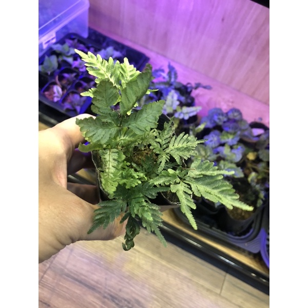 Dương xỉ mini dùng trang trí bể bán cạn, terrarium,bonsai