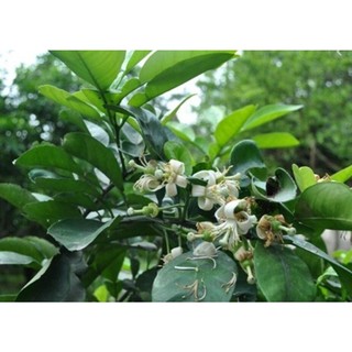 1 kg lá bưởi tươi nhà trồng