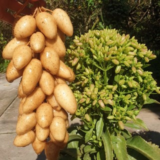 combo 5kg củ lùn giống
