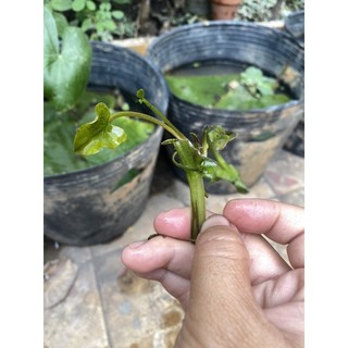 (HOẢ TỐC SG) CÂY HOA SÚNG GIỐNG - 1 Cây