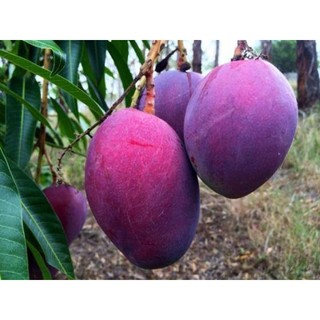 Cây xoài tím Ngọc vân giống