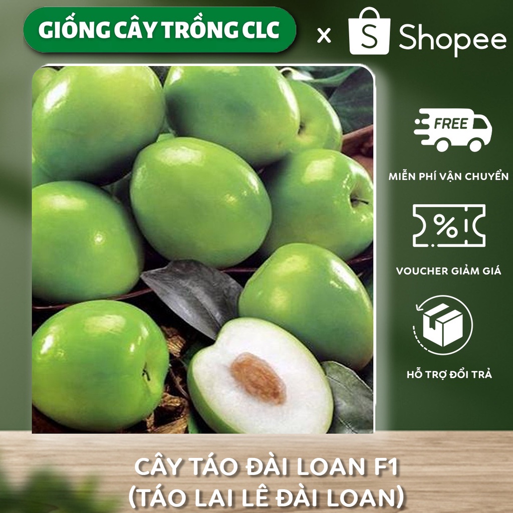 Cây táo Đài loan F1 (táo lai lê Đài Loan), giống táo quả to, vỏ mỏng, quả ngọt và giòn không bị chua