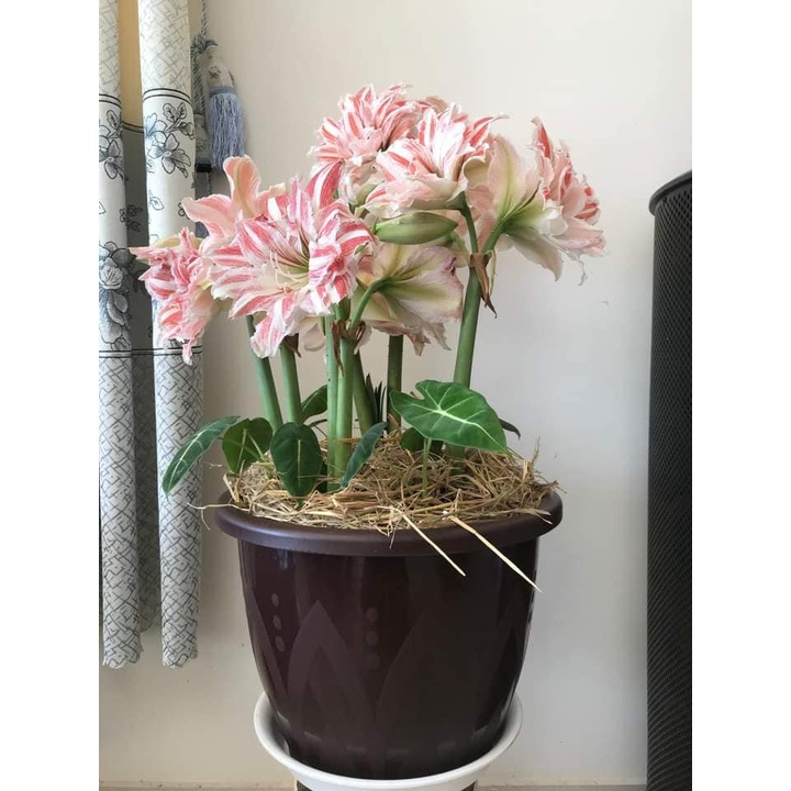 Củ hoa Lan huệ kép Dancing Queen