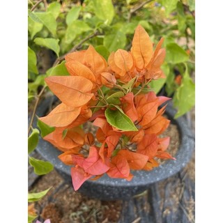 Hom giống hoa giấy Thái ( cây con chưa hoa)