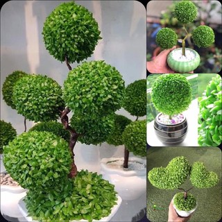 Hạt giống cỏ may mắn - túi 200 hạt