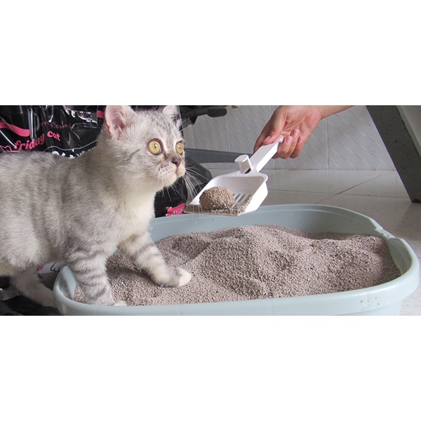 CÁT MÈO MINI CAT bao 4kg - 8L