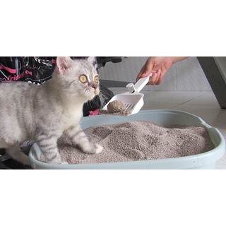 CÁT MÈO MINI CAT bao 4kg - 8L