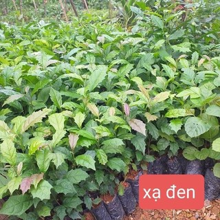 Cây giống xạ đen hòa bình cây dược liệu