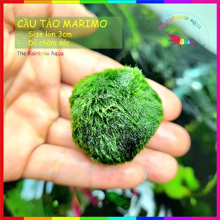 Tảo cầu Marimo Moss Ball trang trí hồ tép, thủy sinh (Size lớn 3cm)