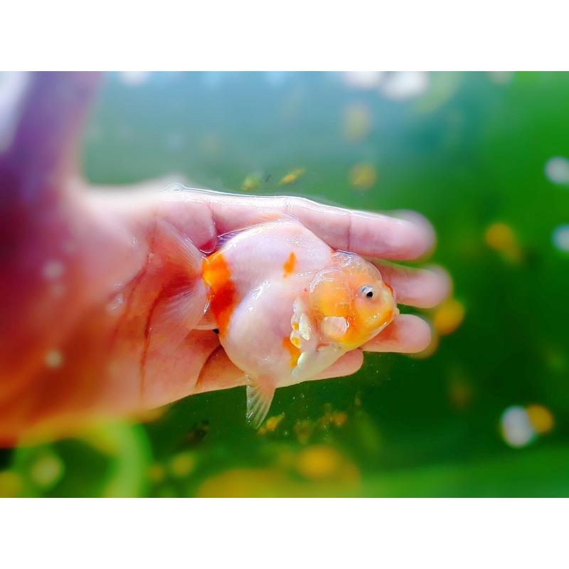 Cám cá vàng, cá chép, goldfish  chuyên thúc size cá - HẠT CHÌM 1mm - cám chăm heo nước