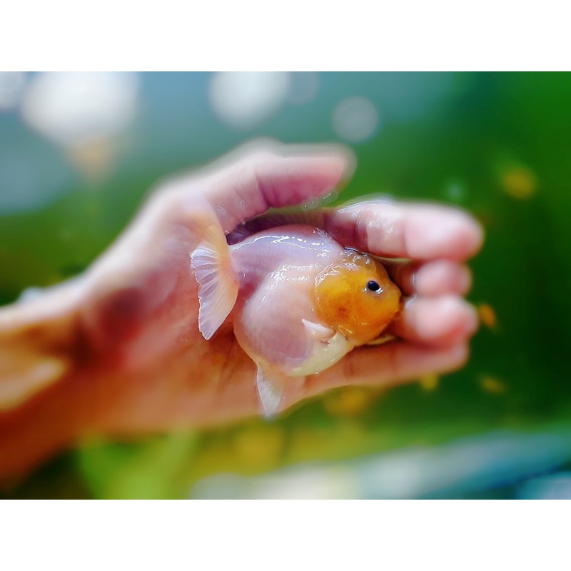 Cám cá vàng, cá chép, goldfish  chuyên thúc size cá - HẠT CHÌM 1mm - cám chăm heo nước