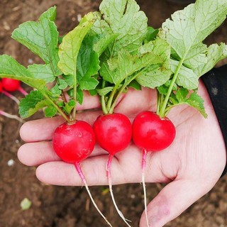 500 hạt giống củ cải cherry đỏ 30 ngày- nảy 99%