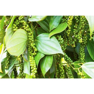 Set 3 bầu tiêu giống