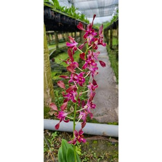 Hoa lan denro sing rồng đỏ gửi nguyên chậu p12