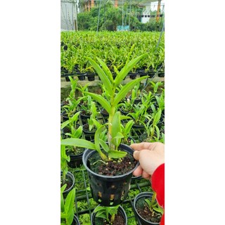 HOA LAN SING VÀNG ĐỎ