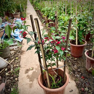 Cây hoa giấy tím lửa trưởng thành - Ruby lửa cao 70cm đang hoa