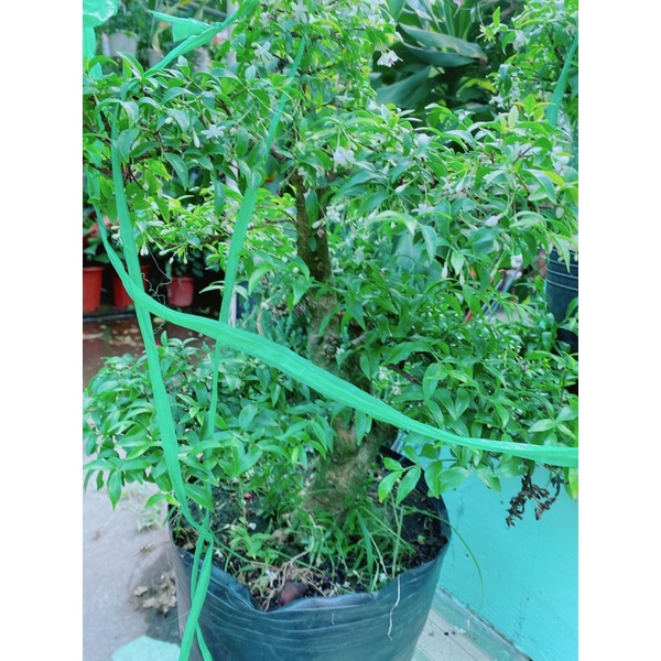 Mai Chiếu Thuỷ Bonsai Hàng Đẹp