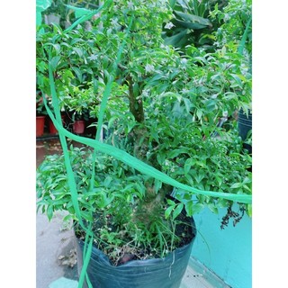 Mai Chiếu Thuỷ Bonsai Hàng Đẹp