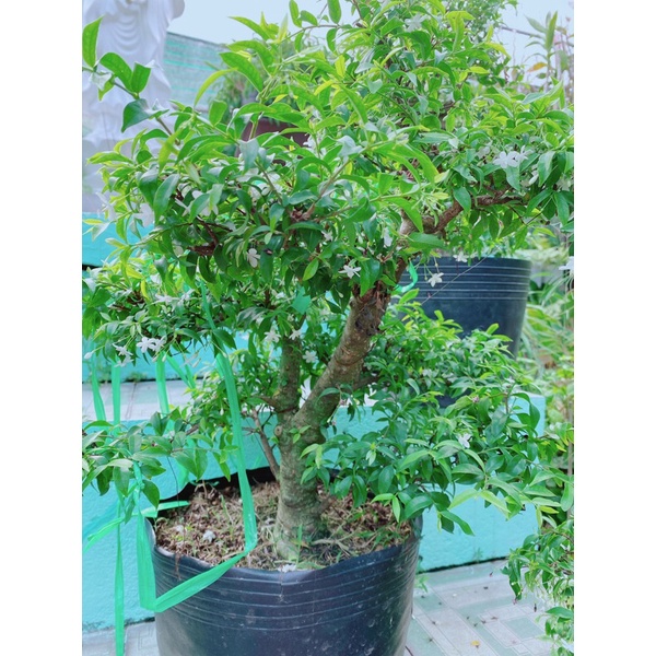 Mai Chiếu Thuỷ Bonsai Hàng Đẹp