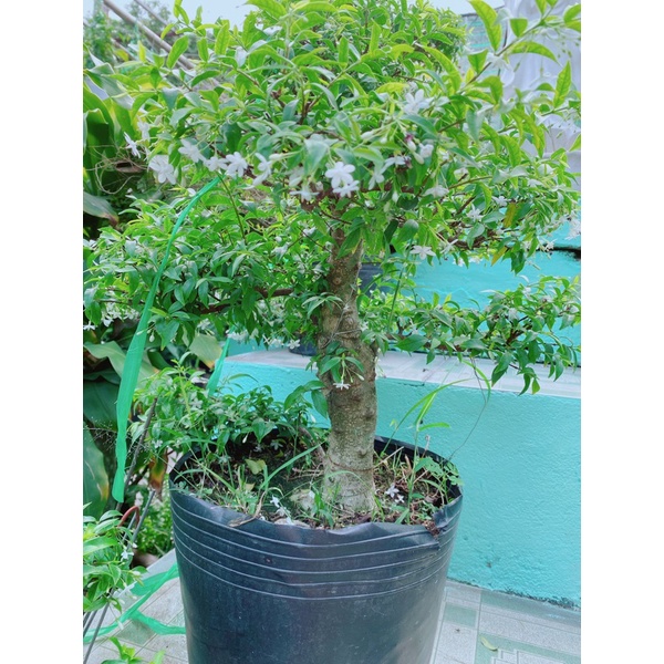 Mai Chiếu Thuỷ Bonsai Hàng Đẹp