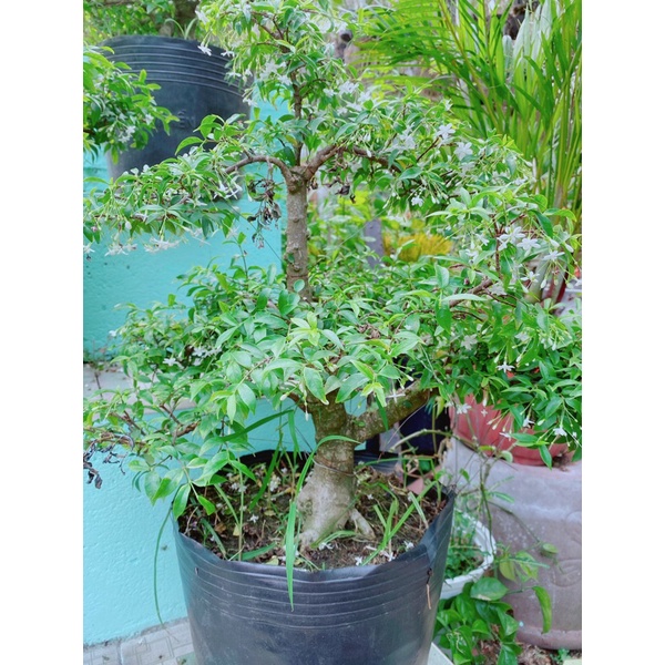 Mai Chiếu Thuỷ Bonsai Hàng Đẹp