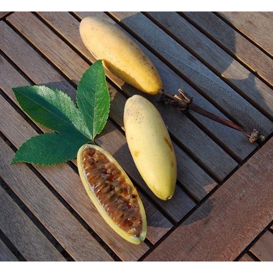 5 Hạt giống Chanh ngón tay - Hàng chất lượng, đúng loại cây - Tặng Kích nảy mầm kèm Hướng dẫn trồng