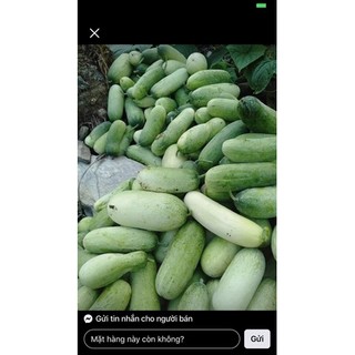 🥒 Hạt Giống Dưa Mèo,dưa HMông (2gói x 130 hạt)