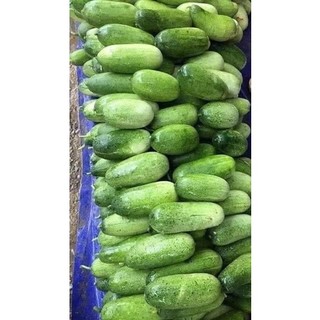 🥒 Hạt Giống Dưa Mèo,dưa HMông (2gói x 130 hạt)