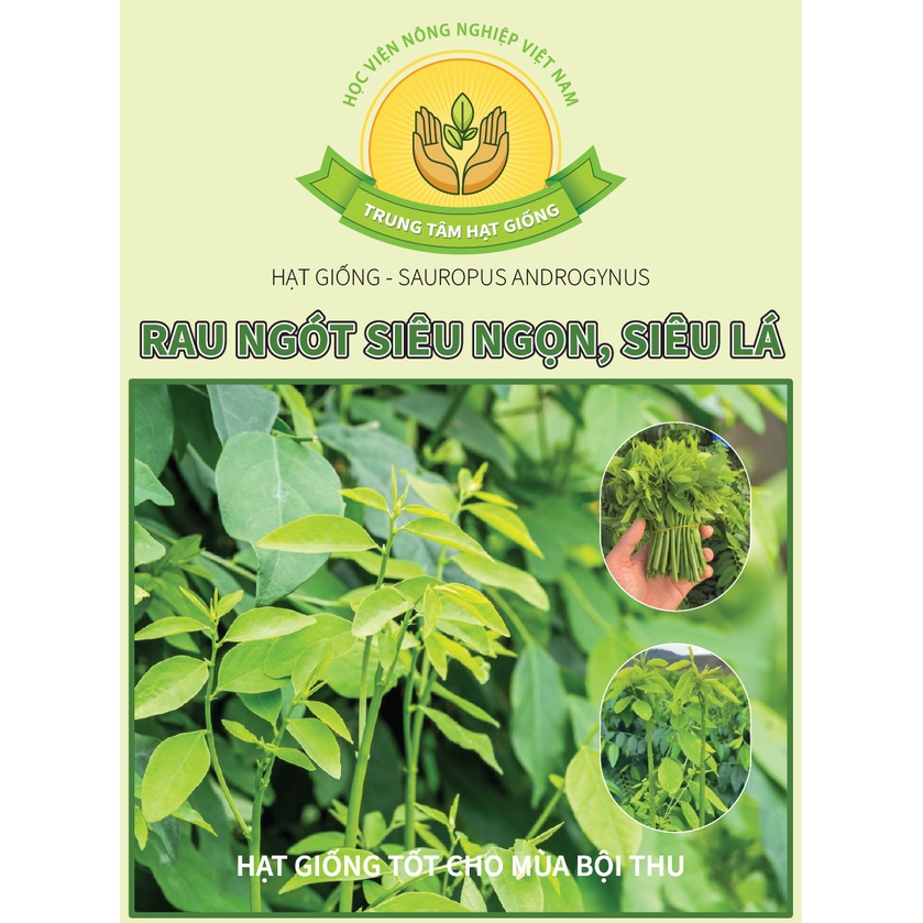 Hạt Giống Rau Ngót Siêu Ngọn Siêu Lá - Trung Tâm Hạt Giống HV Nông Nghiệp VN