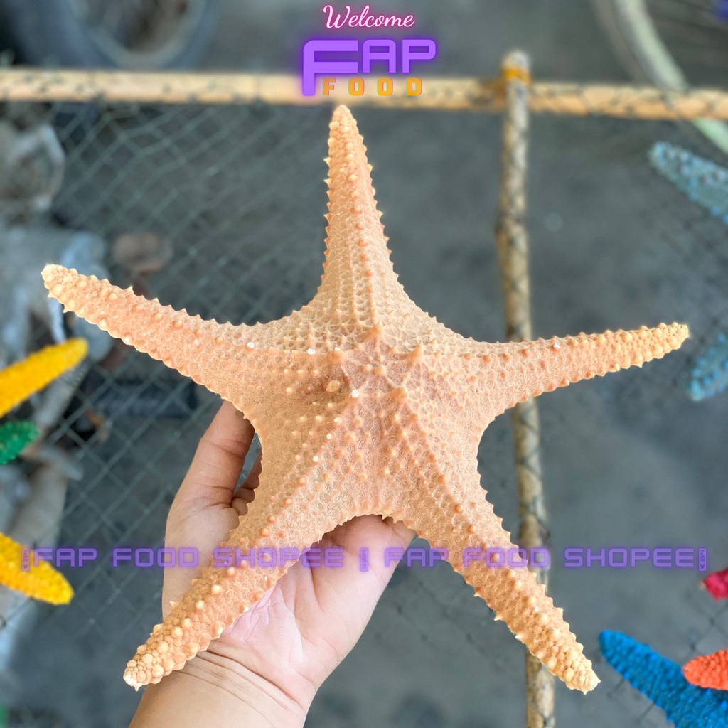 SAO BIỂN KHÔ HÀNG HIẾM TRANG TRÍ DECOR THỦY SINH TRANG TRÍ DECOR NHÀ CỬA FAPFOOD