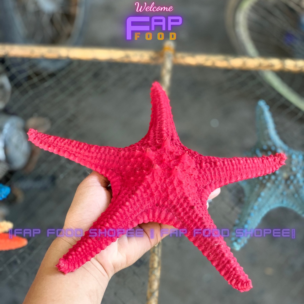 SAO BIỂN PHỐI NHIỀU MÀU LOẠI CON TO TRANG TRÍ DECOR SIÊU ĐẸP