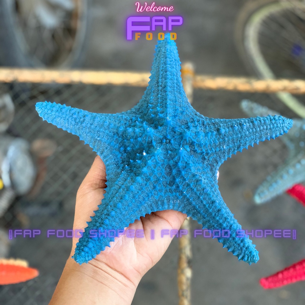 SAO BIỂN PHỐI NHIỀU MÀU LOẠI CON TO TRANG TRÍ DECOR SIÊU ĐẸP