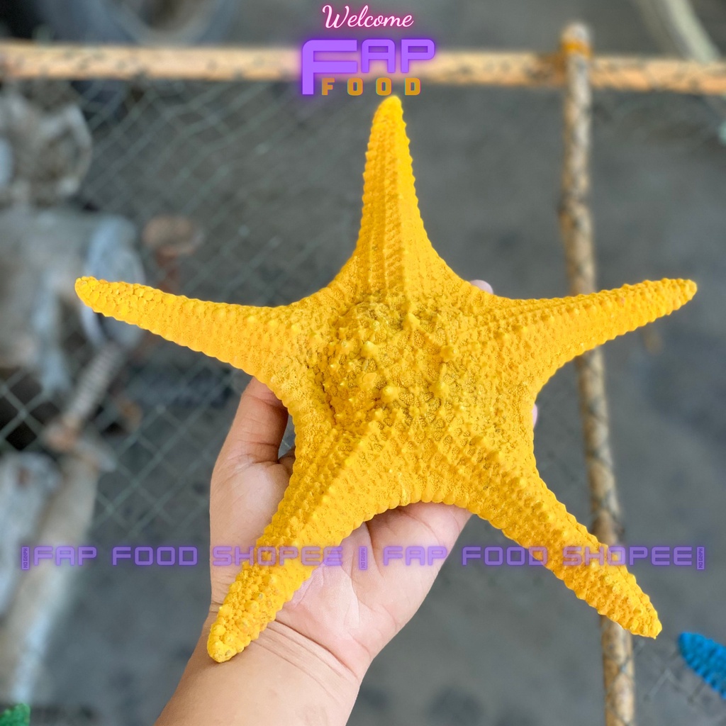 SAO BIỂN PHỐI NHIỀU MÀU LOẠI CON TO TRANG TRÍ DECOR SIÊU ĐẸP