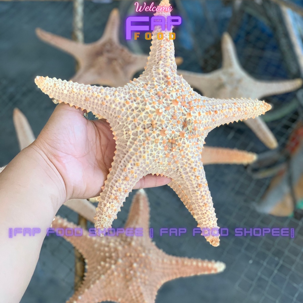 SAO BIỂN KHÔ HÀNG HIẾM TRANG TRÍ DECOR THỦY SINH TRANG TRÍ DECOR NHÀ CỬA FAPFOOD