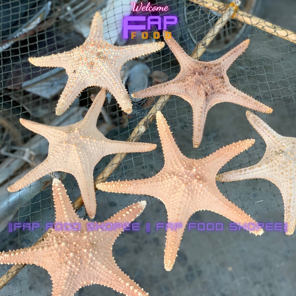 SAO BIỂN KHÔ HÀNG HIẾM TRANG TRÍ DECOR THỦY SINH TRANG TRÍ DECOR NHÀ CỬA FAPFOOD