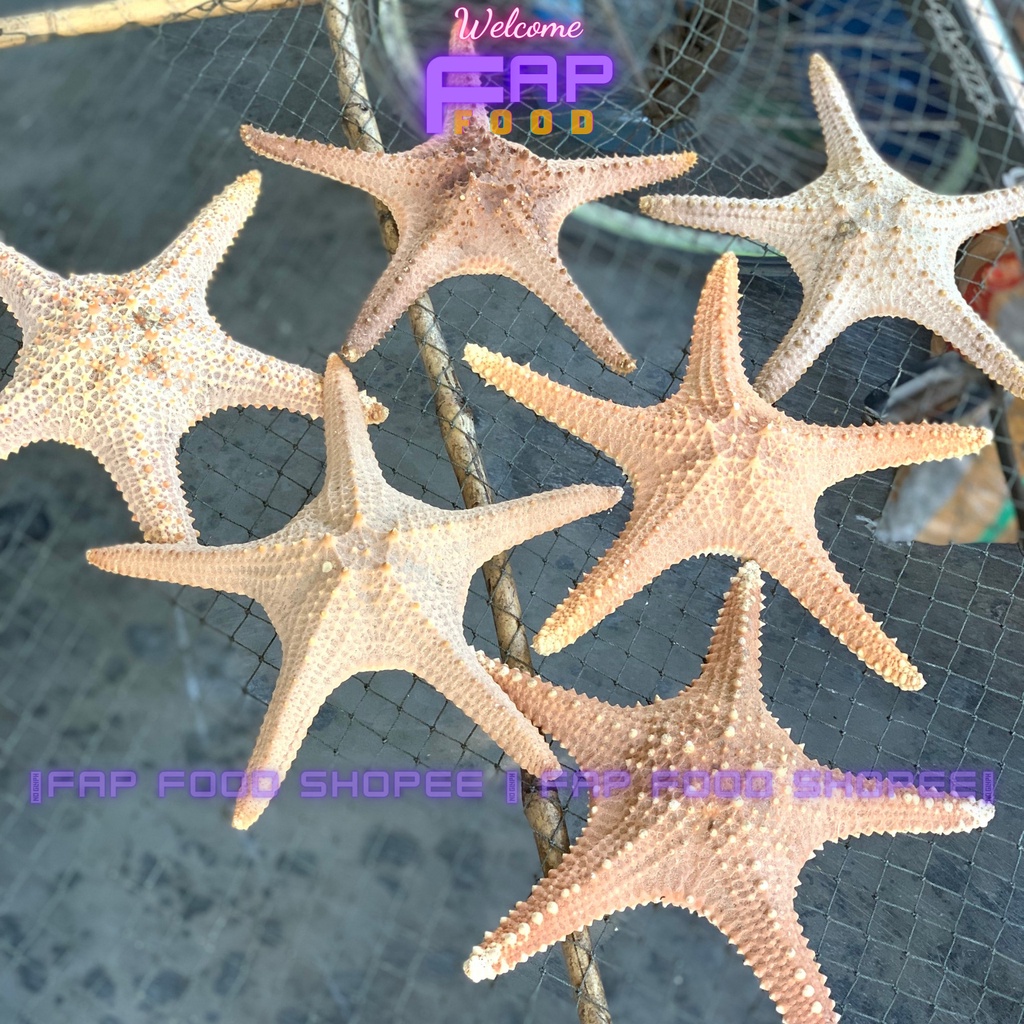 SAO BIỂN KHÔ HÀNG HIẾM TRANG TRÍ DECOR THỦY SINH TRANG TRÍ DECOR NHÀ CỬA FAPFOOD