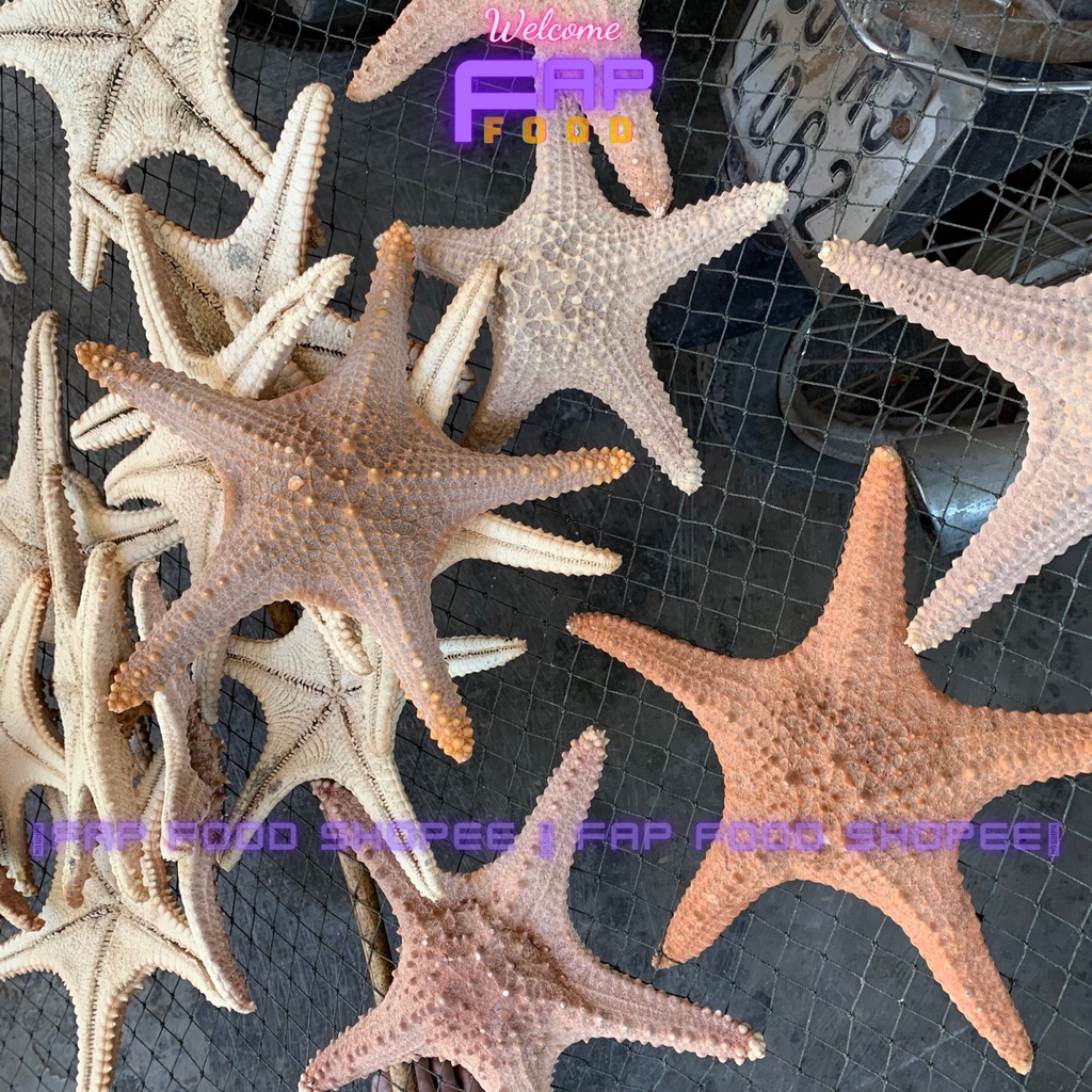 SAO BIỂN KHÔ HÀNG HIẾM TRANG TRÍ DECOR THỦY SINH TRANG TRÍ DECOR NHÀ CỬA FAPFOOD