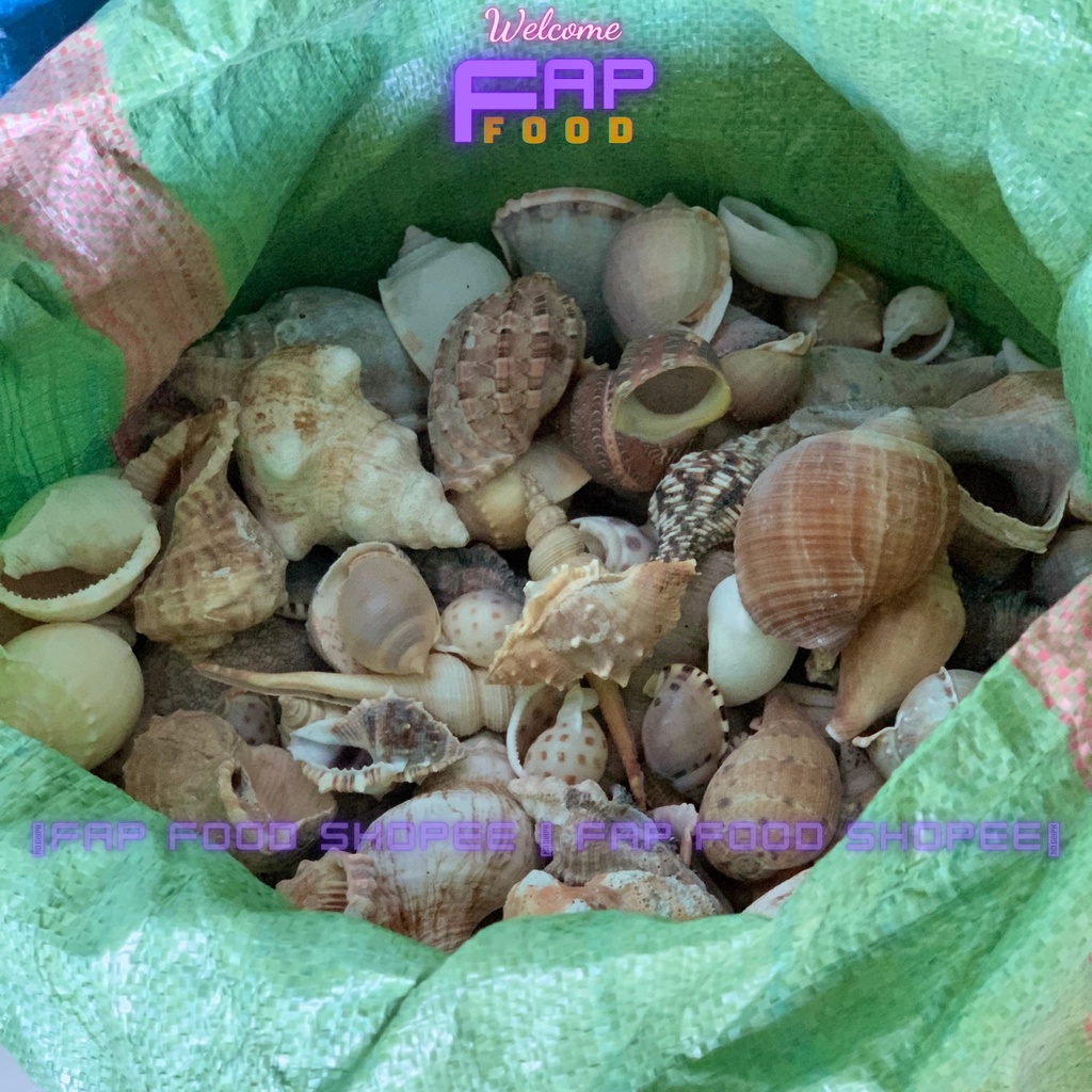 500GR VỎ ỐC BIỂN ĐỦ LOẠI HÀNG ĐẸP NHIỀU MẪU TRANG TRÍ THỦY SINH DECOR ĐẸP