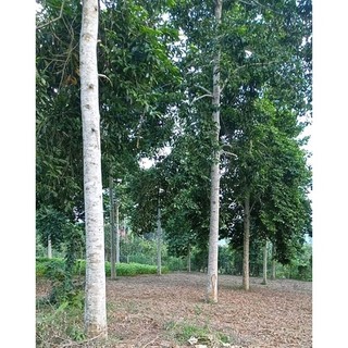 Cây dổi - cây cao 60-70cm