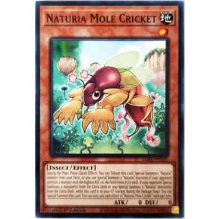 Naturia Mole Cricket |EN| Common