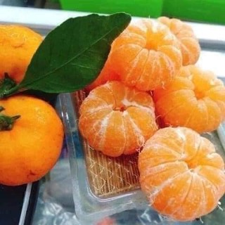 Cây quýt đường Thái lan