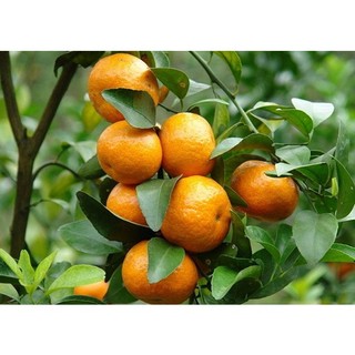 Cây quýt đường Thái lan